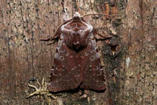 Cerastis rubricosa